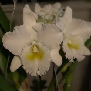 Meet your Posher, Cherry